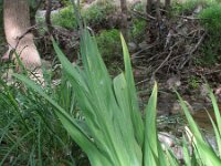 Chasmanthe bicolor 2, Saxifraga-Rutger Barendse
