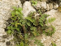 Cheilanthes acrostica