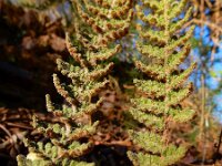 Cheilanthes vellea 2, Saxifraga-Ed Stikvoort