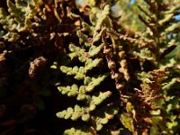 Cheilanthes vellea 3, Saxifraga-Ed Stikvoort