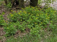 Flowering Greater celandine (Chelidonium majus) in verge of forest track  Flowering Greater celandine (Chelidonium majus) in verge of forest track : Greater celandine, Chelidonium majus, forest track, forest path, yellow, green, leaf, leaves, flower, flowers, flowering, in flower, petal, petals, bloom, blooming, in bloom, growth, color, beautiful, beauty, beauty in nature, plant, plants, botany, botanical, vascular plant, flora, floral, nature, natural, blossom, blossoming, in blossom, wild, wildflower, stamen, stamens, pistil, rural, landscape, rural landscape, rural scene, non-urban landscape, non-urban scene, outside, outdoor, outdoors, no people, nobody, season, spring, springtime