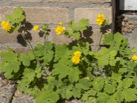 Chelidonium majus 40, Stinkende gouwe, Saxifraga-Jan van der Straaten