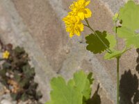 Chelidonium majus 41, Stinkende gouwe, Saxifraga-Jan van der Straaten
