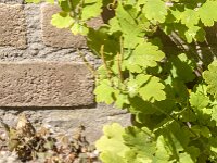 Chelidonium majus 42, Stinkende gouwe, Saxifraga-Jan van der Straaten
