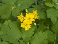 Chelidonium majus 43, Stinkende gouwe, Saxifraga-Jan van der Straaten