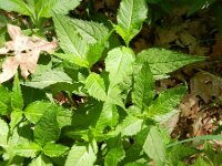 Chelone obliqua 8, Saxifraga-Rutger Barendse