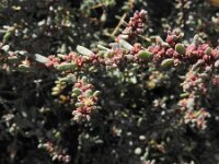 Chenoleoides tomentosa