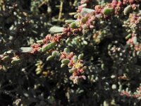 Chenoleoides tomentosa 2, Saxifraga-Michiel Drok