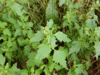 Chenopodiastrum murale 30, Muurganzenvoet, Saxifraga-Peter Meininger