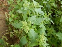 Chenopodiastrum murale 31, Muurganzenvoet, Saxifraga-Peter Meininger