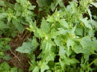 Chenopodiastrum murale 32, Muurganzenvoet, Saxifraga-Peter Meininger