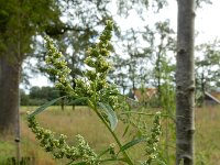 Chenopodium ficifolium 10, Stippelganzenvoet, Saxifraga-Ed Stikvoort