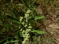 Chenopodium ficifolium 12, Stippelganzenvoet, Saxifraga-Ed Stikvoort : Franse boekweit Nieuwvliet-Bad s9900