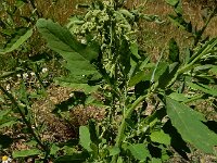Chenopodium ficifolium 13, Stippelganzenvoet, Saxifraga-Ed Stikvoort : Franse boekweit Nieuwvliet-Bad s9900