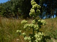 Chenopodium ficifolium 14, Stippelganzenvoet, Saxifraga-Ed Stikvoort : Franse boekweit Nieuwvliet-Bad s9900