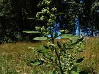 Chenopodium ficifolium 16, Stippelganzenvoet, Saxifraga-Ed Stikvoort : Franse boekweit Nieuwvliet-Bad s9900
