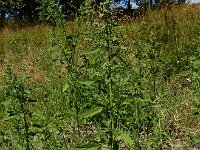 Chenopodium ficifolium 17, Stippelganzenvoet, Saxifraga-Ed Stikvoort : Franse boekweit Nieuwvliet-Bad s9900