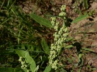 Chenopodium ficifolium 18, Stippelganzenvoet, Saxifraga-Ed Stikvoort : Franse boekweit Nieuwvliet-Bad s9900