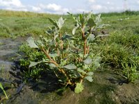 Chenopodium glaucum 12, Zeegroene ganzenvoet, Saxifraga-Rutger Barendse