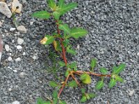 Chenopodium glaucum 13, Zeegroene ganzenvoet, Saxifraga-Ed Stikvoort
