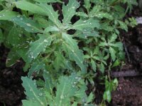 Chenopodium glaucum 9, Zeegroene ganzenvoet, Saxifraga-Rutger Barendse