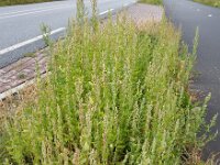 Chenopodium probstii 10, Saxifraga-Ed Stikvoort