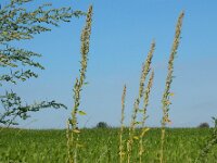 Chenopodium probstii 13, Saxifraga-Ed Stikvoort