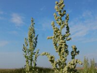 Chenopodium probstii 14, Saxifraga-Ed Stikvoort