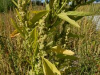Chenopodium probstii 18, Saxifraga-Ed Stikvoort