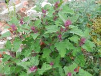 Chenopodium probstii 4, Saxifraga-Rutger Barendse
