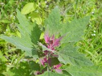 Chenopodium probstii 5, Saxifraga-Rutger Barendse