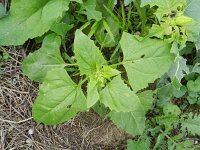 Chenopodium urbicum 5, Trosganzenvoet, Saxifraga-Rutger Barendse
