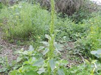 Chenopodium urbicum 6, Trosganzenvoet, Saxifraga-Rutger Barendse
