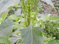 Chenopodium urbicum 7, Trosganzenvoet, Saxifraga-Rutger Barendse