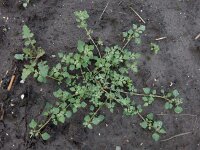 Chenopodium vulvaria 10, Stinkende ganzenvoet, Saxifraga-Ed Stikvoort