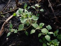 Chenopodium vulvaria 11, Stinkende ganzenvoet, Saxifraga-Ed Stikvoort