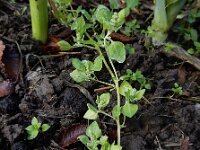Chenopodium vulvaria 12, Stinkende ganzenvoet, Saxifraga-Ed Stikvoort