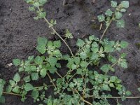 Chenopodium vulvaria 13, Stinkende ganzenvoet, Saxifraga-Ed Stikvoort