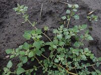 Chenopodium vulvaria 14, Stinkende ganzenvoet, Saxifraga-Ed Stikvoort