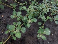Chenopodium vulvaria 15, Stinkende ganzenvoet, Saxifraga-Ed Stikvoort