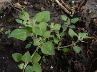 Chenopodium vulvaria 16, Stinkende ganzenvoet, Saxifraga-Ed Stikvoort