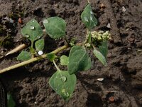Chenopodium vulvaria 17, Stinkende ganzenvoet, Saxifraga-Ed Stikvoort