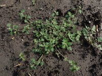 Chenopodium vulvaria 18, Stinkende ganzenvoet, Saxifraga-Ed Stikvoort