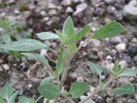 Chenopodium vulvaria 2, Stinkende ganzenvoet, Saxifraga-Rutger Barendse