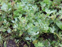 Chenopodium vulvaria 3, Stinkende ganzenvoet, Saxifraga-Peter Meininger