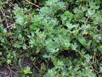 Chenopodium vulvaria 4, Stinkende ganzenvoet, Saxifraga-Peter Meininger