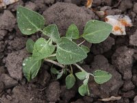 Chenopodium vulvaria 5, Stinkende ganzenvoet, Saxifraga-Peter Meininger