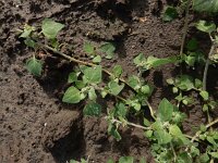 Chenopodium vulvaria 6, Stinkende ganzenvoet, Saxifraga-Ed Stikvoort