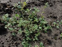 Chenopodium vulvaria 7, Stinkende ganzenvoet, Saxifraga-Ed Stikvoort