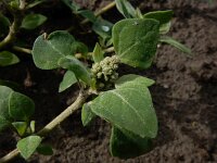 Chenopodium vulvaria 8, Stinkende ganzenvoet, Saxifraga-Ed Stikvoort